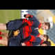 image 7 of 71